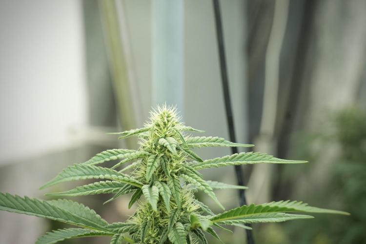 Skywalker OG Legends of the 12/12 Galaxy. Week 10 - SkyWalker OG No Veg 12-12 from seed