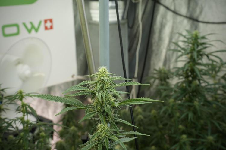Skywalker OG Legends of the 12/12 Galaxy. Week 10 - SkyWalker OG No Veg 12-12 from seed