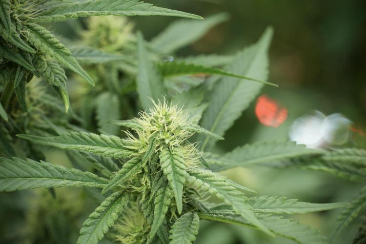 Skywalker OG Legends of the 12/12 Galaxy. Week 10 - SkyWalker OG No Veg 12-12 from seed