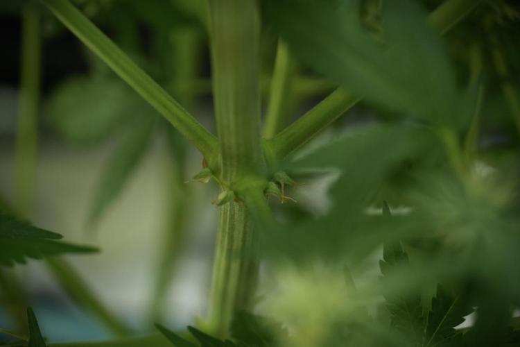 Skywalker OG Legends of the 12/12 Galaxy. Week 10 - SkyWalker OG No Veg 12-12 from seed