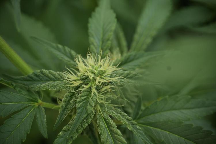 Skywalker OG Legends of the 12/12 Galaxy. Week 10 - SkyWalker OG No Veg 12-12 from seed
