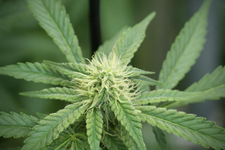 Skywalker OG Legends of the 12/12 Galaxy. Week 10 - SkyWalker OG No Veg 12-12 from seed