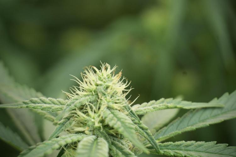 Skywalker OG Legends of the 12/12 Galaxy. Week 10 - SkyWalker OG No Veg 12-12 from seed
