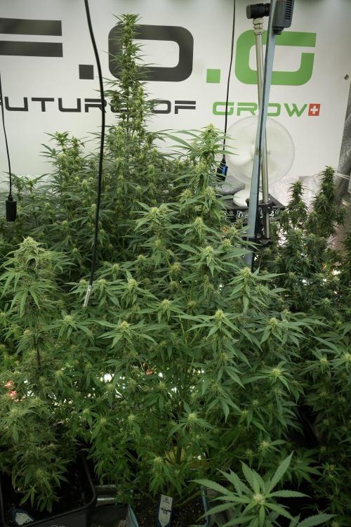 Skywalker OG Legends of the 12/12 Galaxy. Week 10 - SkyWalker OG No Veg 12-12 from seed