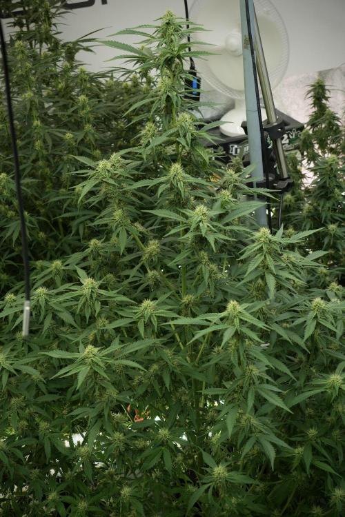 Skywalker OG Legends of the 12/12 Galaxy. Week 10 - SkyWalker OG No Veg 12-12 from seed