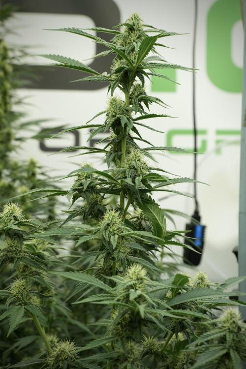 Skywalker OG Legends of the 12/12 Galaxy. Week 10 - SkyWalker OG No Veg 12-12 from seed