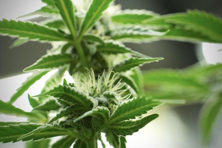 Skywalker OG Legends of the 12/12 Galaxy. Week 10 - SkyWalker OG No Veg 12-12 from seed