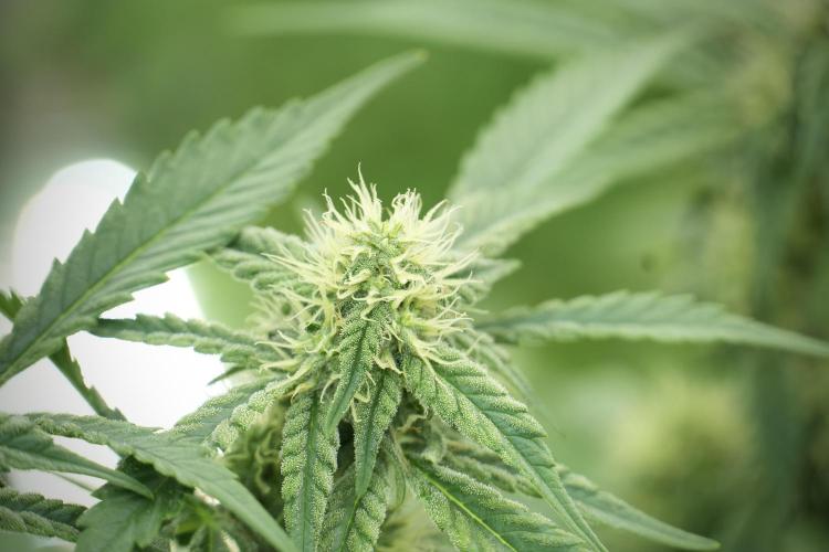 Skywalker OG Legends of the 12/12 Galaxy. Week 10 - SkyWalker OG No Veg 12-12 from seed