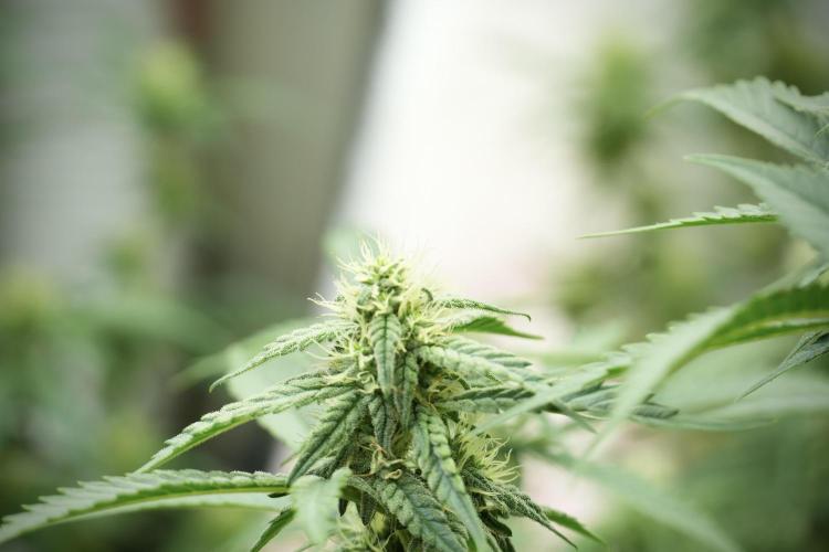 Skywalker OG Legends of the 12/12 Galaxy. Week 10 - SkyWalker OG No Veg 12-12 from seed