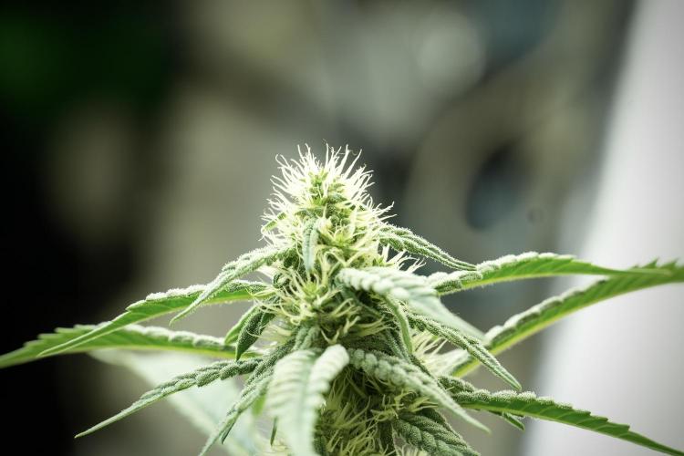 Skywalker OG Legends of the 12/12 Galaxy. Week 10 - SkyWalker OG No Veg 12-12 from seed