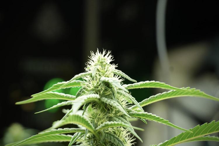 Skywalker OG Legends of the 12/12 Galaxy. Week 10 - SkyWalker OG No Veg 12-12 from seed