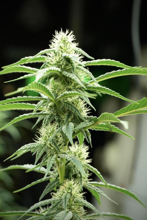 Skywalker OG Legends of the 12/12 Galaxy. Week 10 - SkyWalker OG No Veg 12-12 from seed