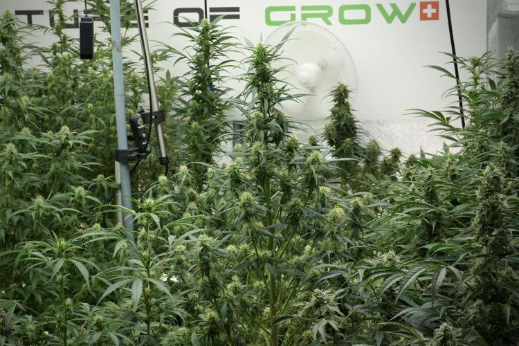 Skywalker OG Legends of the 12/12 Galaxy. Week 10 - Room and Vibes