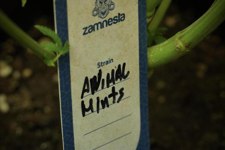 Animal Mints-Legends of the Frozen North. Week 10 - Animal Mints