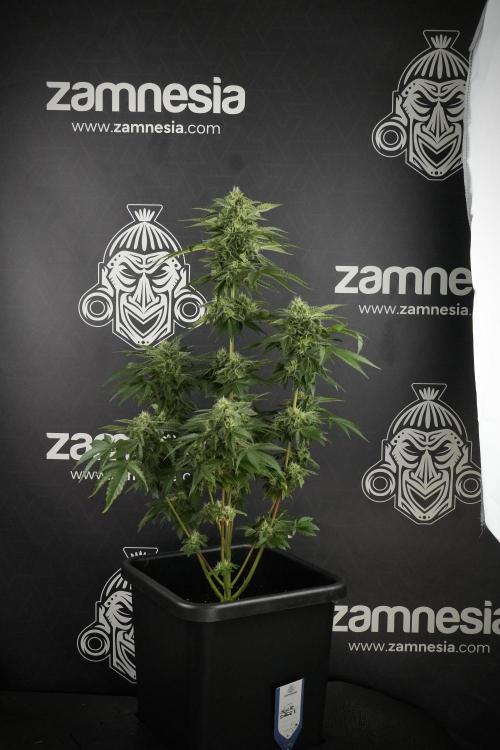 SOUR DIESEL-The Ascension of a Legend. Week 11 - Sour Diesel No Veg