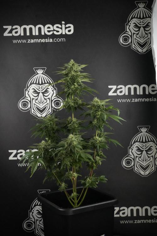 SOUR DIESEL-The Ascension of a Legend. Week 11 - Sour Diesel No Veg