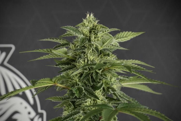 SOUR DIESEL-The Ascension of a Legend. Week 11 - Sour Diesel No Veg