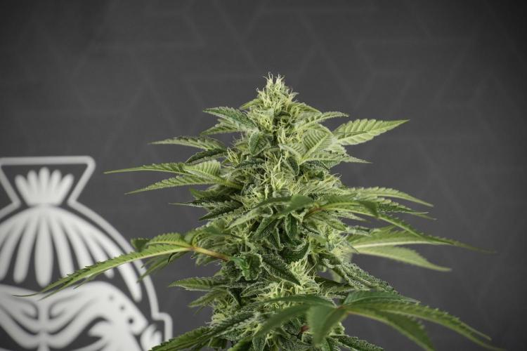 SOUR DIESEL-The Ascension of a Legend. Week 11 - Sour Diesel No Veg