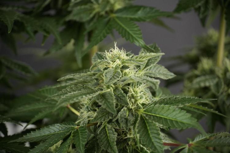 SOUR DIESEL-The Ascension of a Legend. Week 11 - Sour Diesel No Veg