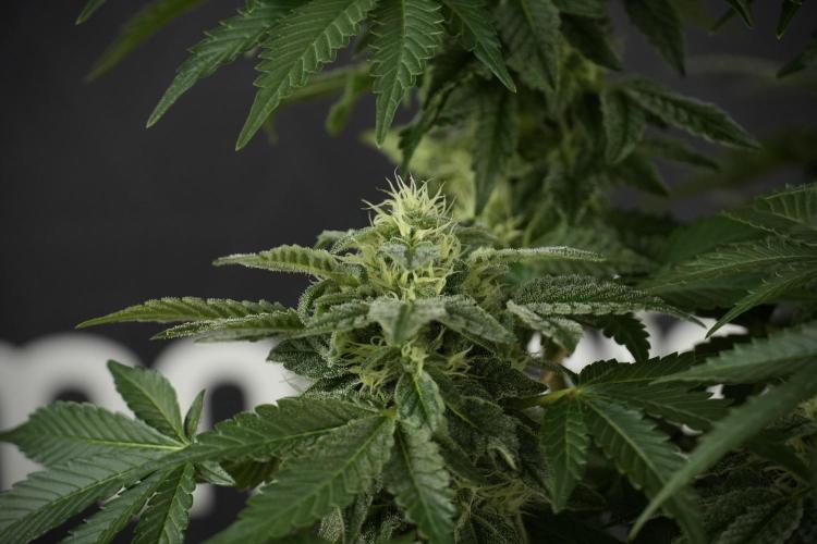 SOUR DIESEL-The Ascension of a Legend. Week 11 - Sour Diesel No Veg