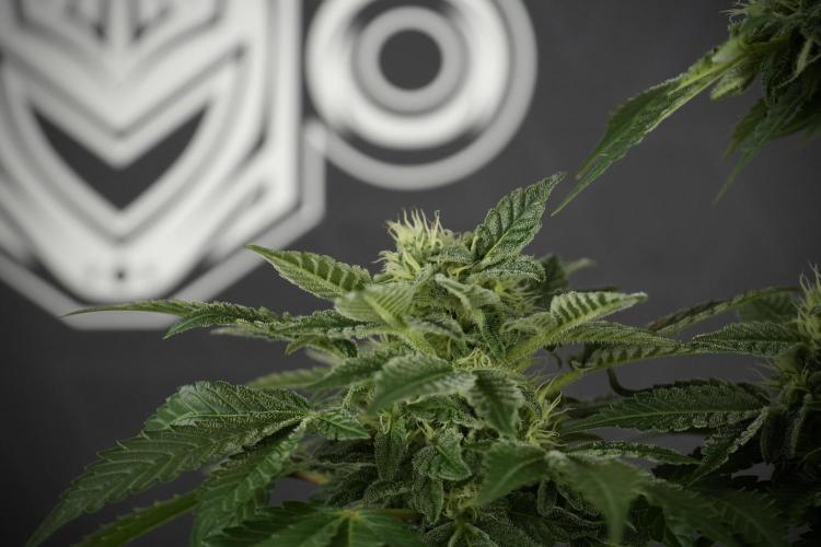 SOUR DIESEL-The Ascension of a Legend. Week 11 - Sour Diesel No Veg