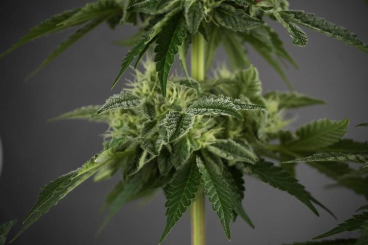 SOUR DIESEL-The Ascension of a Legend. Week 11 - Sour Diesel No Veg