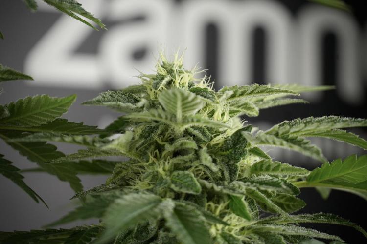 SOUR DIESEL-The Ascension of a Legend. Week 11 - Sour Diesel No Veg