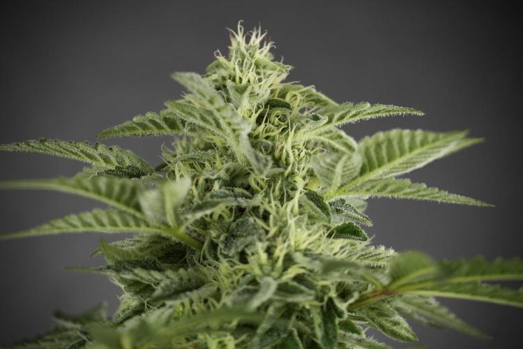 SOUR DIESEL-The Ascension of a Legend. Week 11 - Sour Diesel No Veg