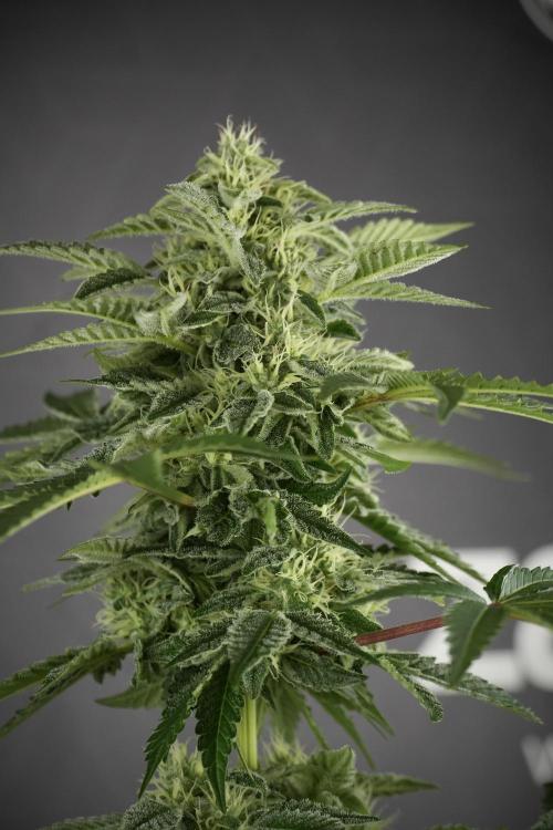 SOUR DIESEL-The Ascension of a Legend. Week 11 - Sour Diesel No Veg