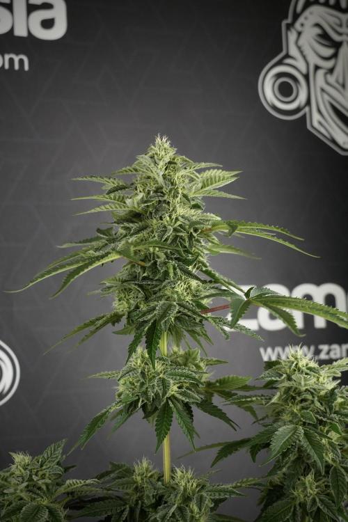 SOUR DIESEL-The Ascension of a Legend. Week 11 - Sour Diesel No Veg
