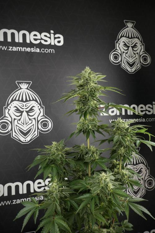 SOUR DIESEL-The Ascension of a Legend. Week 11 - Sour Diesel No Veg