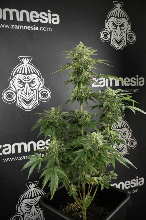 SOUR DIESEL-The Ascension of a Legend. Week 11 - Sour Diesel No Veg