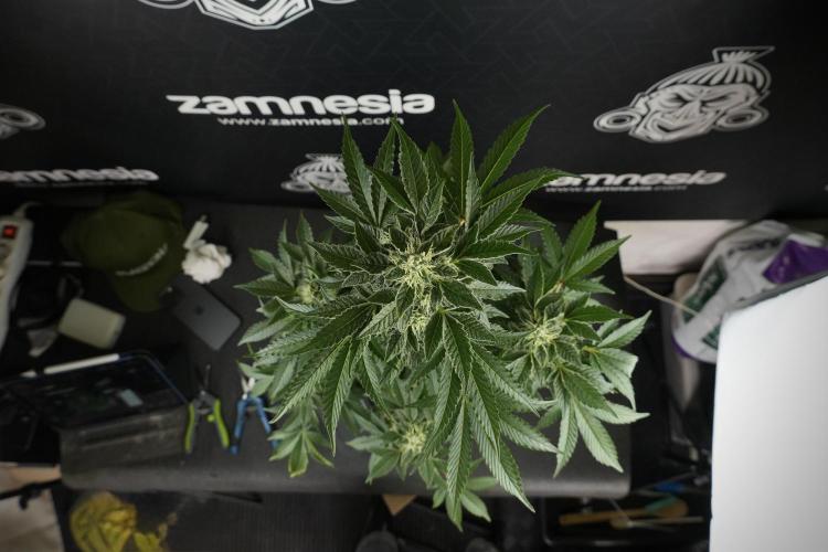 SOUR DIESEL-The Ascension of a Legend. Week 11 - Sour Diesel No Veg
