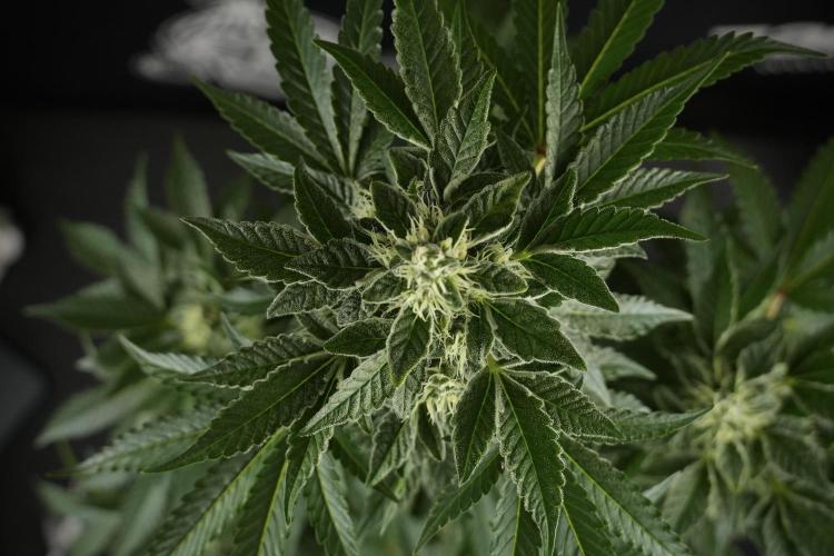 SOUR DIESEL-The Ascension of a Legend. Week 11 - Sour Diesel No Veg