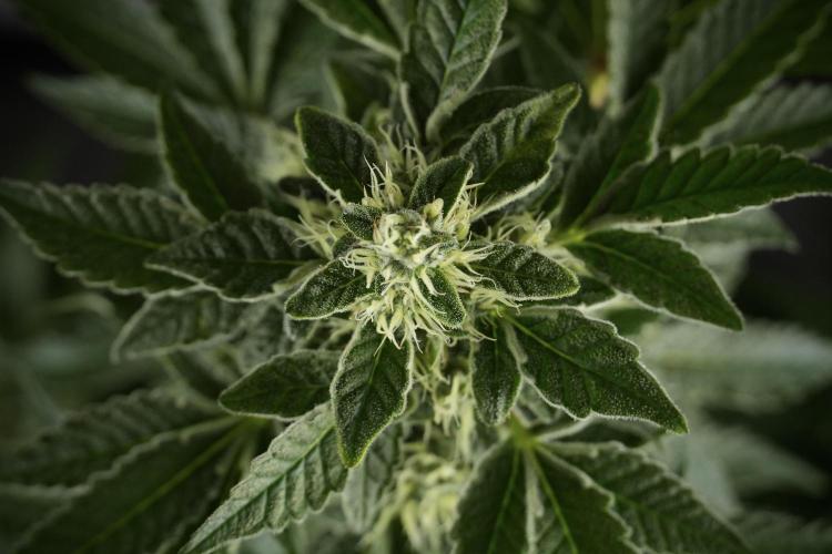 SOUR DIESEL-The Ascension of a Legend. Week 11 - Sour Diesel No Veg