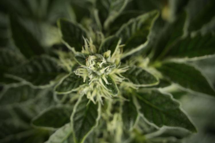 SOUR DIESEL-The Ascension of a Legend. Week 11 - Sour Diesel No Veg