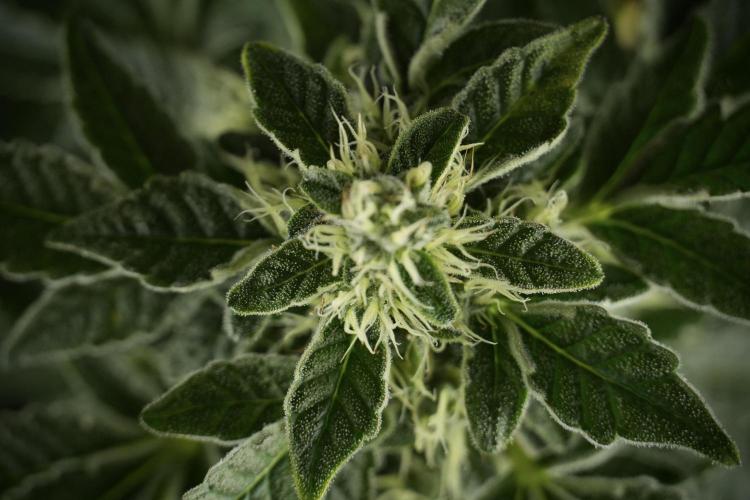 SOUR DIESEL-The Ascension of a Legend. Week 11 - Sour Diesel No Veg