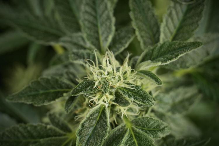 SOUR DIESEL-The Ascension of a Legend. Week 11 - Sour Diesel No Veg