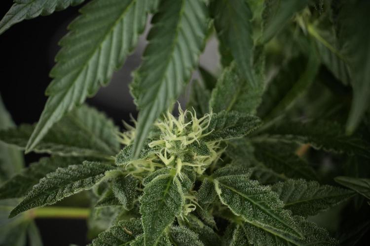SOUR DIESEL-The Ascension of a Legend. Week 11 - Sour Diesel No Veg