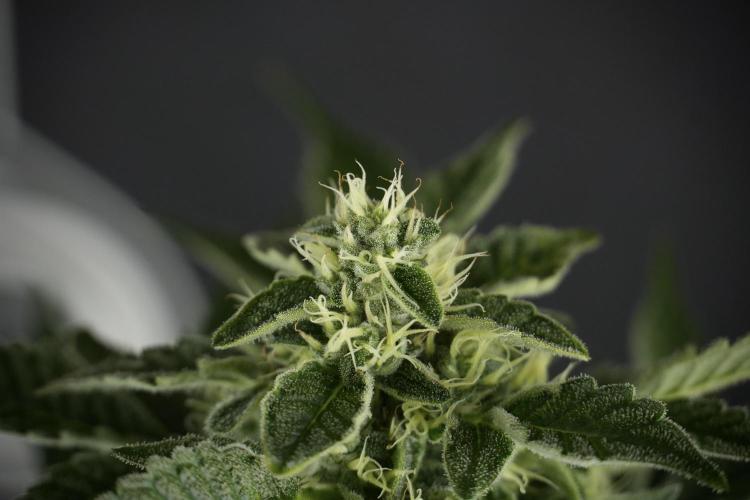 SOUR DIESEL-The Ascension of a Legend. Week 11 - Sour Diesel No Veg