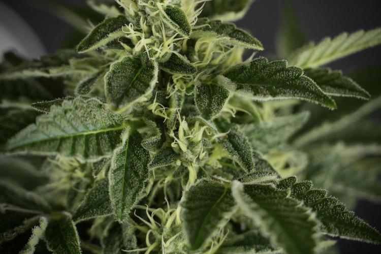 SOUR DIESEL-The Ascension of a Legend. Week 11 - Sour Diesel No Veg