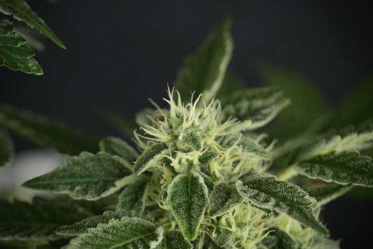 SOUR DIESEL-The Ascension of a Legend. Week 11 - Sour Diesel No Veg