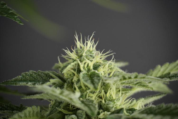 SOUR DIESEL-The Ascension of a Legend. Week 11 - Sour Diesel No Veg