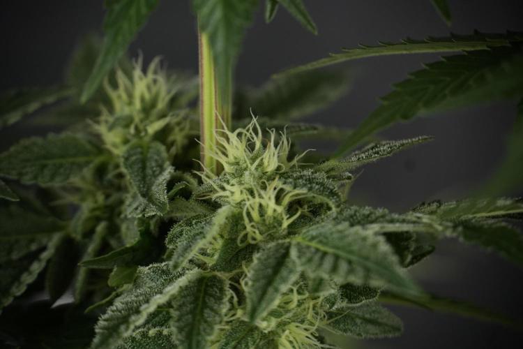SOUR DIESEL-The Ascension of a Legend. Week 11 - Sour Diesel No Veg
