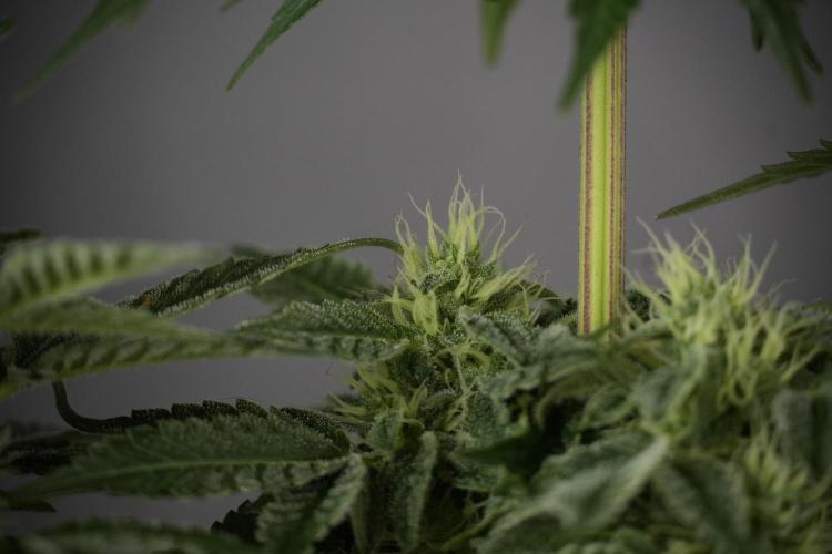 SOUR DIESEL-The Ascension of a Legend. Week 11 - Sour Diesel No Veg