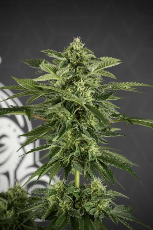 SOUR DIESEL-The Ascension of a Legend. Week 11 - Sour Diesel No Veg