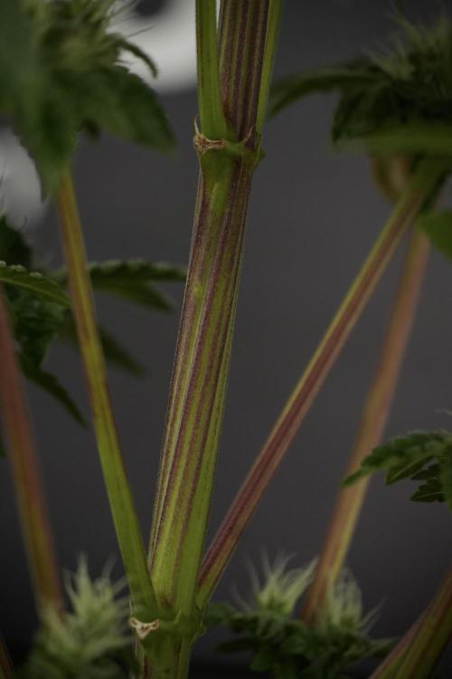SOUR DIESEL-The Ascension of a Legend. Week 11 - Sour Diesel No Veg