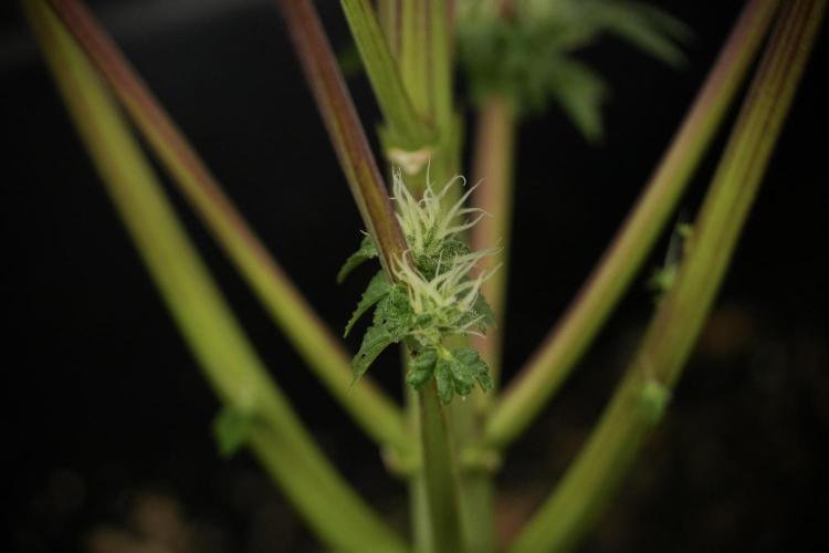 SOUR DIESEL-The Ascension of a Legend. Week 11 - Sour Diesel No Veg