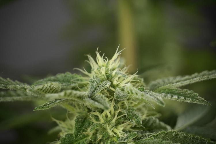 SOUR DIESEL-The Ascension of a Legend. Week 11 - Sour Diesel No Veg