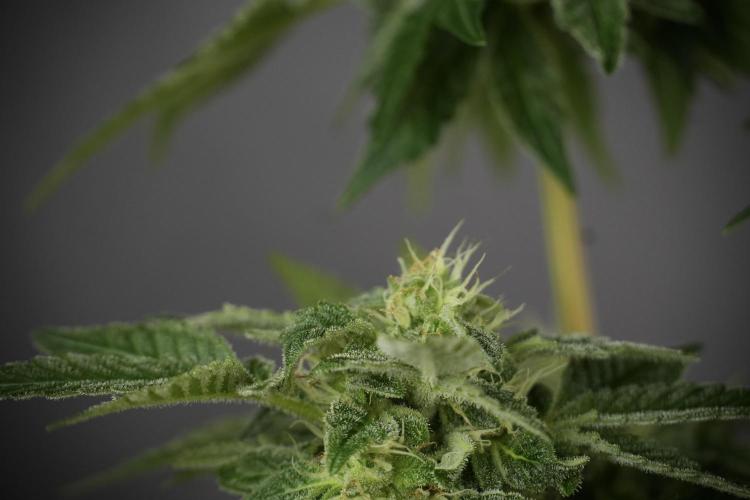 SOUR DIESEL-The Ascension of a Legend. Week 11 - Sour Diesel No Veg